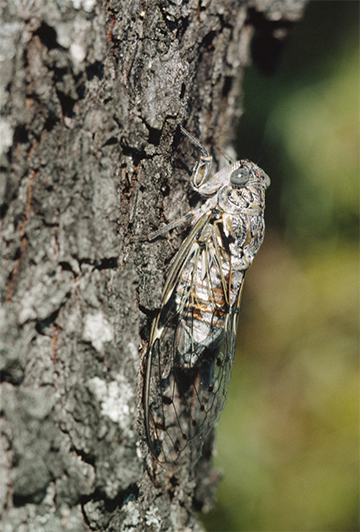 Cicada orni c Albert Krebs