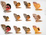 thumb papillons   muses cantonaux du valais- franois lambiel- sion