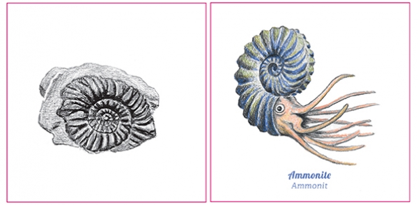 Dessins d&#039;une ammonite et de son fossile par Sonja Gerber 
