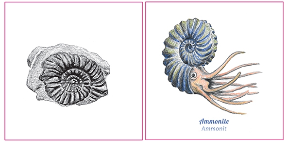 Dessins d&#039;une ammonite et de son fossile par Sonja Gerber 