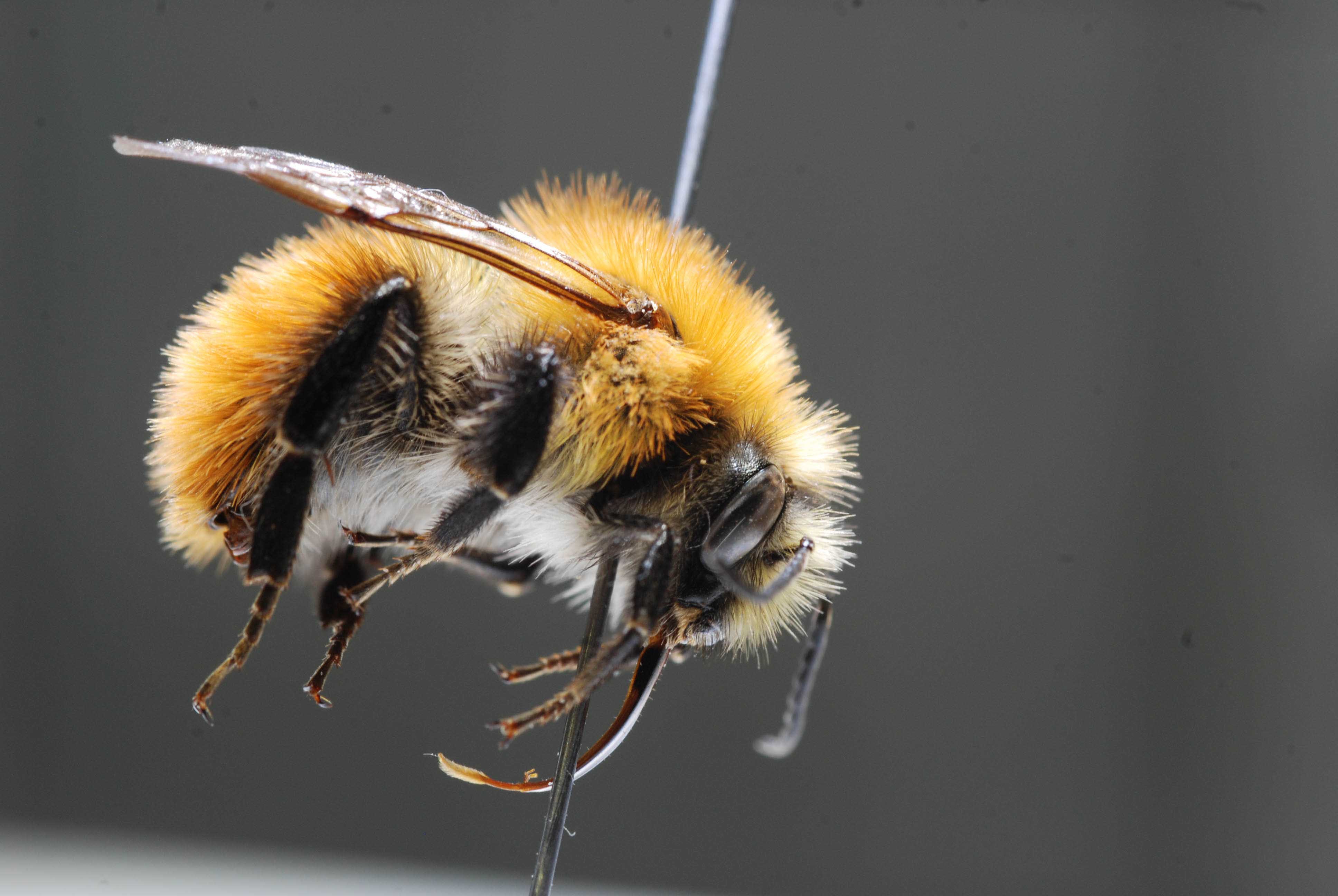 Le monde fragile des abeilles sauvages
